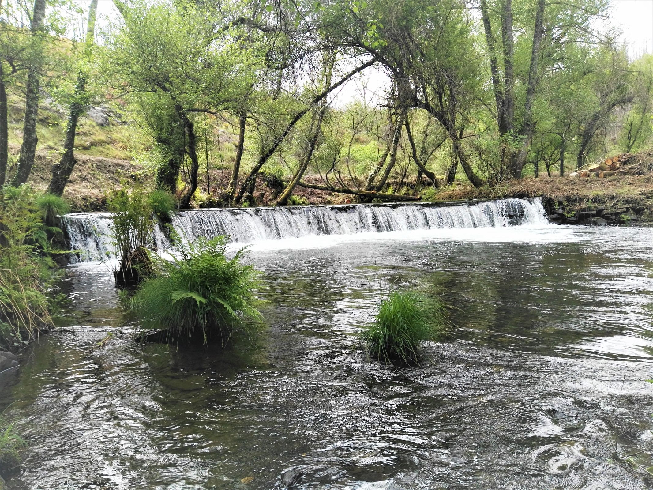 PR 5 PGR - Na Senda da Ribeira de Pera